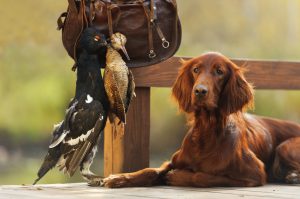 Irish setter gun dog with cartridge bag and trophy birds