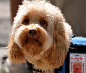 service-dog-1633976_960_720